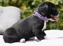 CLEA, Hund, Mischlingshund in Zypern - Bild 5