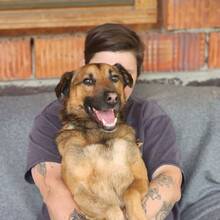 LEO, Hund, Mischlingshund in Ungarn