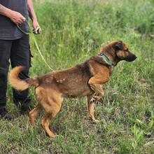 LEO, Hund, Mischlingshund in Ungarn - Bild 2