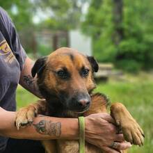 LEO, Hund, Mischlingshund in Ungarn - Bild 3