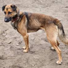LEO, Hund, Mischlingshund in Ungarn - Bild 4
