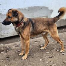 LEO, Hund, Mischlingshund in Ungarn - Bild 5