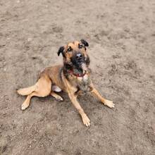 LEO, Hund, Mischlingshund in Ungarn - Bild 6