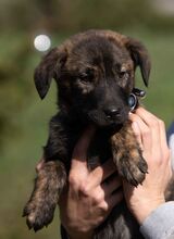 AZARIAH, Hund, Mischlingshund in Ungarn