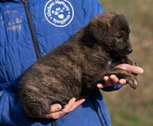 AZARIAH, Hund, Mischlingshund in Ungarn - Bild 3