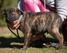 AZARIAH, Hund, Mischlingshund in Ungarn - Bild 4
