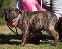 AZARIAH, Hund, Mischlingshund in Ungarn - Bild 6