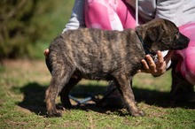AZARIAH, Hund, Mischlingshund in Ungarn - Bild 7