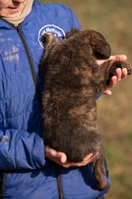 AZARIAH, Hund, Mischlingshund in Ungarn - Bild 8