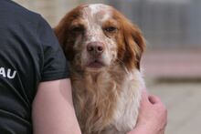 ROCCIA, Hund, Bretonischer Spaniel-Mix in Italien - Bild 1