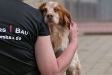 ROCCIA, Hund, Bretonischer Spaniel-Mix in Italien - Bild 10