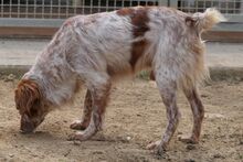 ROCCIA, Hund, Bretonischer Spaniel-Mix in Italien - Bild 3