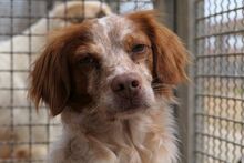 ROCCIA, Hund, Bretonischer Spaniel-Mix in Italien - Bild 4