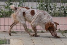 ROCCIA, Hund, Bretonischer Spaniel-Mix in Italien - Bild 5