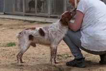 ROCCIA, Hund, Bretonischer Spaniel-Mix in Italien - Bild 6