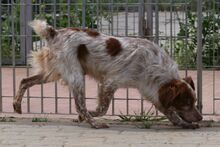 ROCCIA, Hund, Bretonischer Spaniel-Mix in Italien - Bild 7