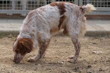 ROCCIA, Hund, Bretonischer Spaniel-Mix in Italien - Bild 8