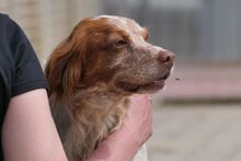 ROCCIA, Hund, Bretonischer Spaniel-Mix in Italien - Bild 9