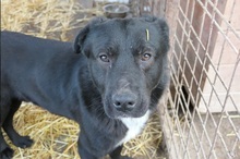 MALIO, Hund, Mischlingshund in Rumänien - Bild 3