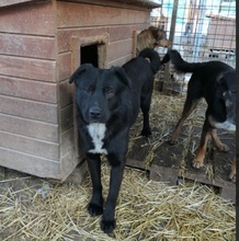 MALIO, Hund, Mischlingshund in Rumänien - Bild 4