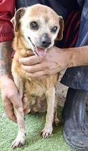 BOBBY, Hund, Mischlingshund in Rumänien - Bild 11
