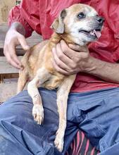 BOBBY, Hund, Mischlingshund in Rumänien - Bild 13