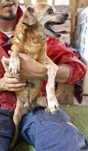 BOBBY, Hund, Mischlingshund in Rumänien - Bild 14