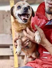 BOBBY, Hund, Mischlingshund in Rumänien - Bild 15