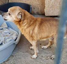 BOBBY, Hund, Mischlingshund in Rumänien - Bild 3