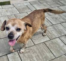BOBBY, Hund, Mischlingshund in Rumänien - Bild 5
