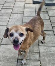 BOBBY, Hund, Mischlingshund in Rumänien - Bild 6