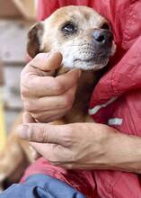 BOBBY, Hund, Mischlingshund in Rumänien - Bild 8
