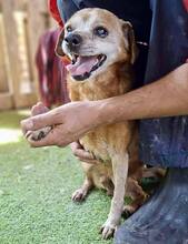 BOBBY, Hund, Mischlingshund in Rumänien - Bild 9