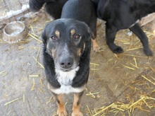 AMINA, Hund, Mischlingshund in Rumänien - Bild 1