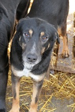 AMINA, Hund, Mischlingshund in Rumänien - Bild 2