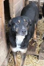 AMINA, Hund, Mischlingshund in Rumänien - Bild 3