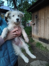 NORA, Hund, Mischlingshund in Rumänien - Bild 1