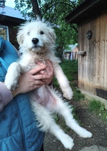 NORA, Hund, Mischlingshund in Rumänien - Bild 2
