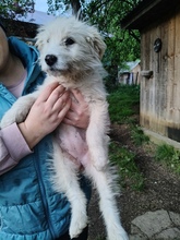 NORA, Hund, Mischlingshund in Rumänien - Bild 3