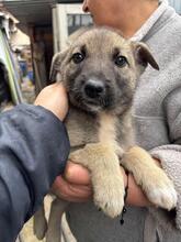 AMY, Hund, Mischlingshund in Rumänien - Bild 1