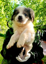 RHINO, Hund, Mischlingshund in Rumänien - Bild 3