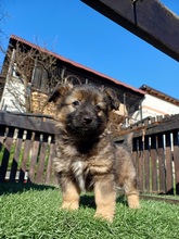TINKER, Hund, Mischlingshund in Rumänien - Bild 1