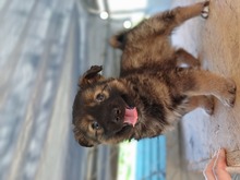 TINKER, Hund, Mischlingshund in Rumänien - Bild 3