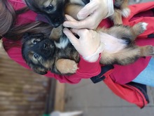 TINKER, Hund, Mischlingshund in Rumänien - Bild 5