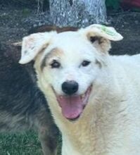 YAGY, Hund, Mischlingshund in Bulgarien - Bild 1