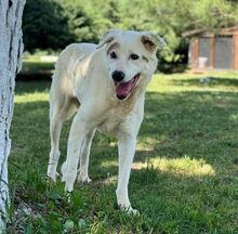 YAGY, Hund, Mischlingshund in Bulgarien - Bild 2