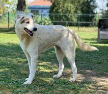 YAGY, Hund, Mischlingshund in Bulgarien - Bild 3