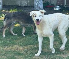 YAGY, Hund, Mischlingshund in Bulgarien - Bild 4