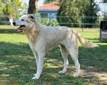 YAGY, Hund, Mischlingshund in Bulgarien - Bild 5