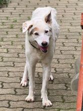 YAGY, Hund, Mischlingshund in Gefrees - Bild 3